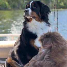 Bernedoodle and Bernese Mountain Dog All Grown Up from Berner Ridge Kennels