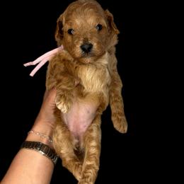 Peep (purple) - Red  female Goldendoodle puppy in Hot Springs, Arkansas from Hot Springs Kennels