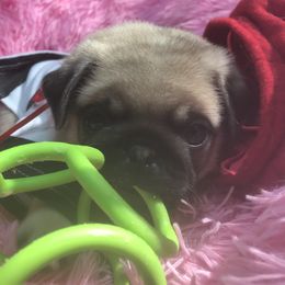 Pug Puppies from Pickwick Pugs