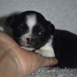 Forrest - Black and tan male Chihuahua puppy in Gloucester, Virginia from Charlotte's Web of Chihuahuas