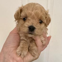 Boy 1 - Cafe au lait male Maltipoo puppy in San Diego, Temecula, Ontario, California from Yorkie & Maltese Royalty