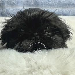 Onyx - Black and white male Shih Tzu puppy in Tehachapi, California from Shih Tzu Crue