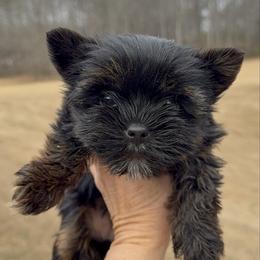 Molly - Black and tan female Yorkshire Terrier puppy in Statham, Georgia from The Yorkie Love Shack