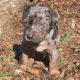 Boy 4 - Blue merle male Catahoula Leopard Dog puppy in Gadsden, Alabama from Rich Cat’s