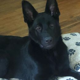 German Shepherds from Bittersweet Shepherds