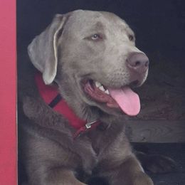 Dilute Retrievers from DLime Ranch Silver Labs
