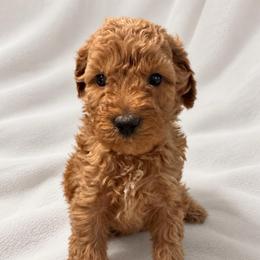 Orange girl - Red  female Goldendoodle puppy in Vian, Oklahoma from Dog Days Doodles