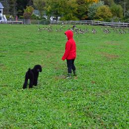 Poodle Puppies from D and D Standard Poodles