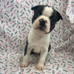 Sarge - Black and white male Boston Terrier puppy in Fillmore, Illinois from Wind Hill Puppies