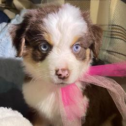 Autumn Breeze - Red tri female Miniature Australian Shepherd puppy in Somerset, Kentucky from Natural Life Ranch
