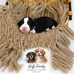 Betsy - Black tri-color female Assorted Doodle Crosses puppy in Waco, Georgia from Huff Family Doxies & Doodles