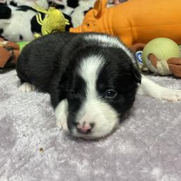 Karl - Black male Border Collie puppy in Aledo, Illinois from Claycreek Ranch