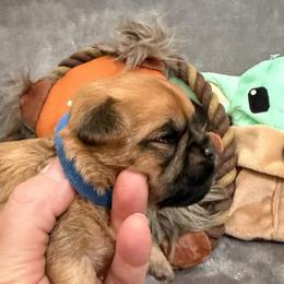 Mandolorian runt - Red male Brussels Griffon puppy in Seneca, Missouri from Stephanie’s Puppy Colony