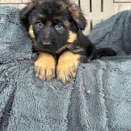 Inka - Black and red female German Shepherd puppy in Garland, Maine from Vom Schön Traumhund