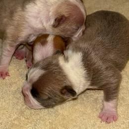 Female 2 - Blue female Boston Terrier puppy in Mc Donough, Georgia from Ballard Boston Terriers