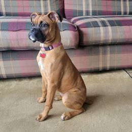 Boxer All Grown Up from Sunshine Boxers 95988