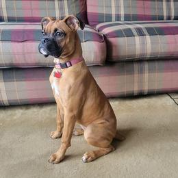 Boxer All Grown Up from Sunshine Boxers 95988