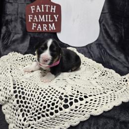 PiNK female - Black and tan female Pembroke Welsh Corgi puppy in Harrisburg, Illinois from Parish Corgis
