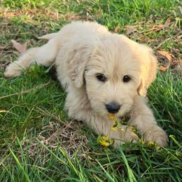 Chrissy - Cream female Goldendoodle puppy in Georgetown, Tennessee from Georgetown Designer & Purebred Puppies