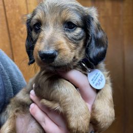 Dachshund Puppies from Cogsworth Cromwell Dachshunds of South West Michigan
