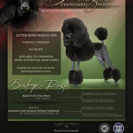 Rose - Poodle