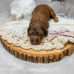 Piper - Phantom female Goldendoodle puppy in Williamson, New York from Lakeside Doodles