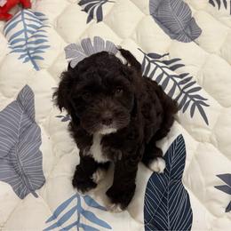 Edwidge (EDDIE) - Brown and white female Cockapoo puppy in Lillington, North Carolina from Peace, Love, and Puppies at the Creek