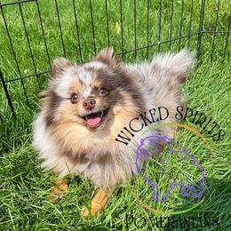 AKC SANDMAN - Chocolate merle male Pomeranian puppy in Watkins Glen, New York from Wicked Spirits Pomeranians