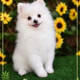 Coconut - Cream parti male Pomeranian puppy in Cleveland, Georgia from Sourpatch Pomeranians