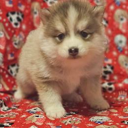Todd - Gray and white male Pomsky puppy in Stover, Missouri from Lx2 County Line Pomskies