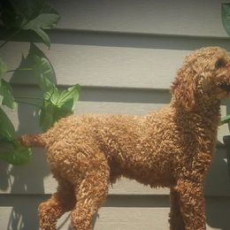 Cavapoos from Miller Cavapoos