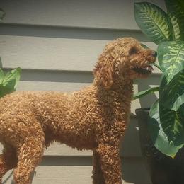 Cavapoos from Miller Cavapoos