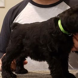 Giant Schnauzers and Miniature Schnauzers from Von Der Victory