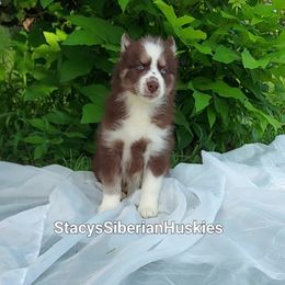 Ingrid - Red and white Siberian Husky puppy in Georgia from Stacy's Siberian Huskies