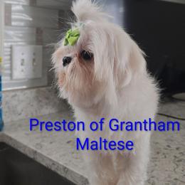Preston - Maltese