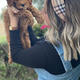 Goldendoodle Puppies from Doodle Bliss