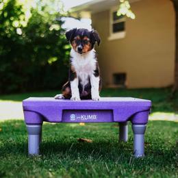 English Shepherd Puppies from Kefi Collie Co