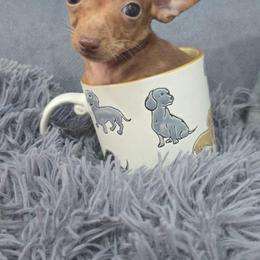 Mr James Doe - Merle male Chihuahua puppy in Las Vegas, Nevada from Quality Poms Chihuahua Yorkies of Las vegas