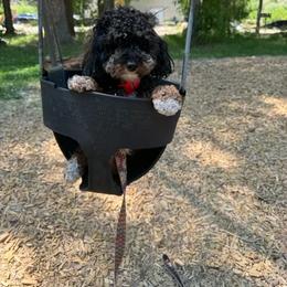 Bernedoodle, Cavapoo, Havanese, and Havapoo Puppies from Lady Paws Puppies - Cassie