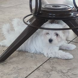 Maltese Puppies from Arizona Maltese Gems