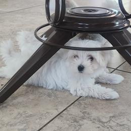 Maltese Puppies from Arizona Maltese Gems