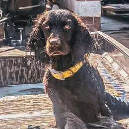 Boykin Spaniel, English Springer Spaniel, and Rat Terrier Puppies from 31 Pines Kennels
