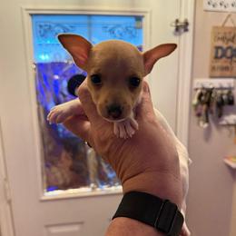 Pup D - White and tan female Toy Fox Terrier puppy in Clermont, Florida from Debbie Hiles's Toy Fox Terriers