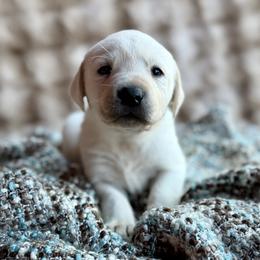 Labrador Retriever Puppies from Knotty Creek Labradors