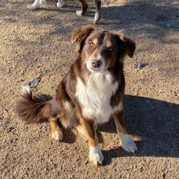 Venet - Australian Shepherd