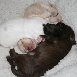Australian Labradoodle Puppies from Windsor Creek Labradoodles