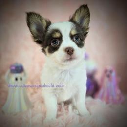 Reef - Chocolate and white male Chihuahua puppy in Piqua, Kansas from Cute As A Cupcake Chihuahuas