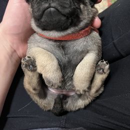 Pug Puppies from Peachy Pugs
