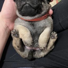 Pug Puppies from Peachy Pugs