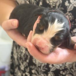 Girl 5 - Black rust and white female Bernese Mountain Dog puppy in Waco, Texas from Van Amburgh Family Farm - Bernese Mountain Dogs